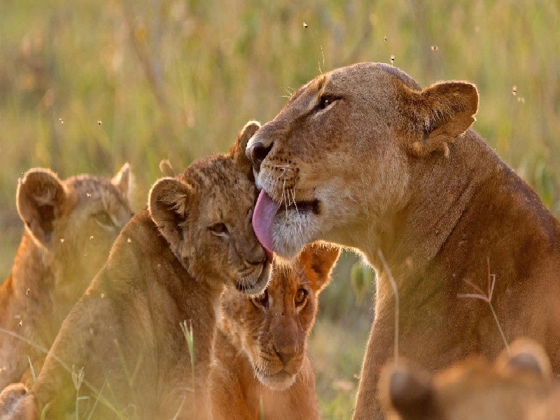 试管棉花的用途试管局麻方法图解试管签合同啦